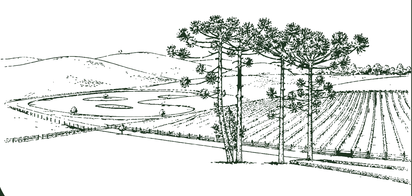 Desenho a traço de araucárias e vinhedos na Serra gaúcha